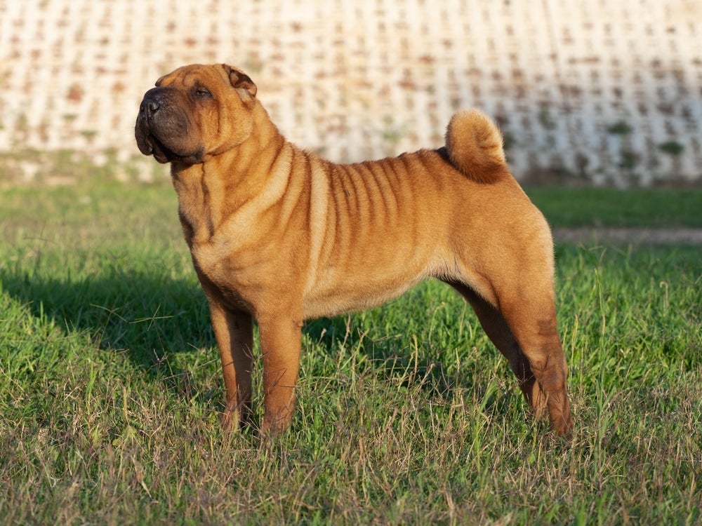 Raça SharPei é naturalmente desconfiada e medrosa