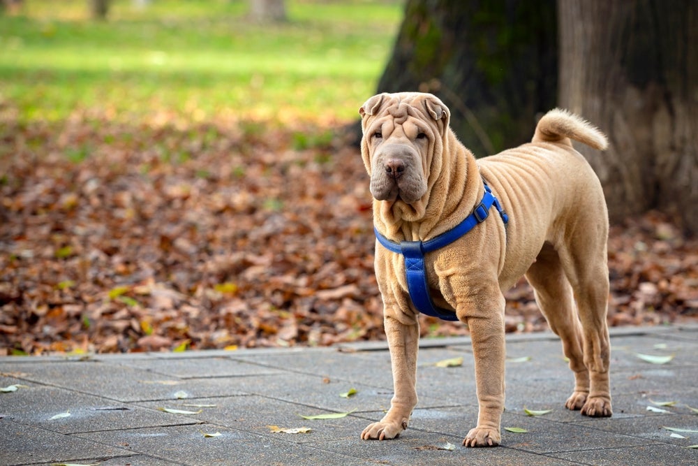 A raça SharPei é independente e teimosa