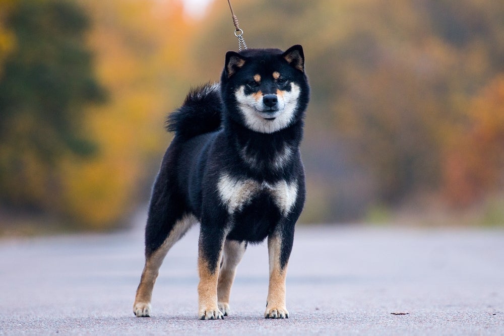 O Shiba Inu é um cãozinho de aparência fofa