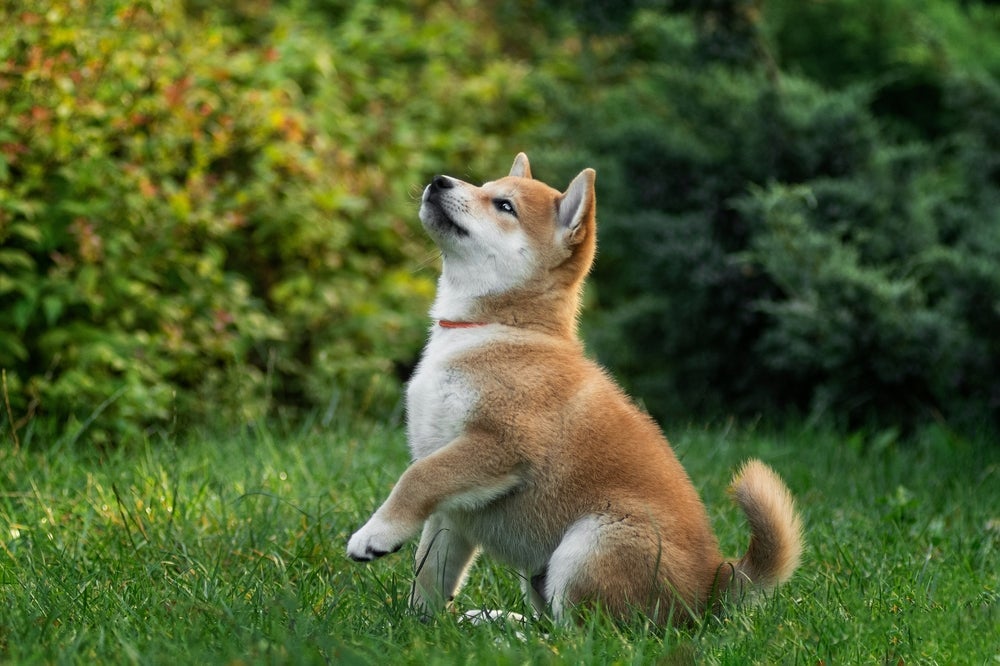 O Shiba Inu é um cachorro que vive bastante tempo