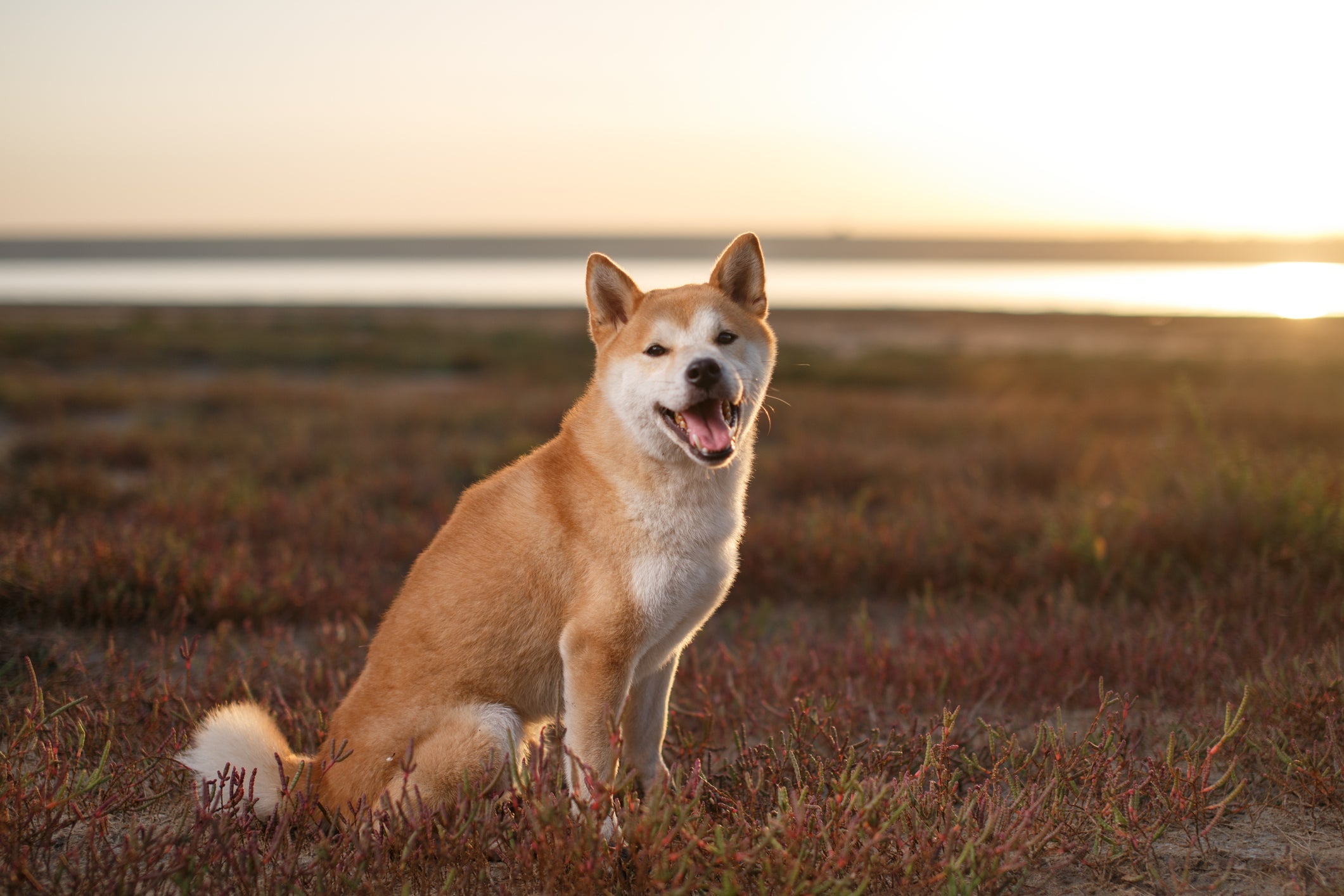 Cachorros da raça Shiba Inu são fofos, mas territoriais