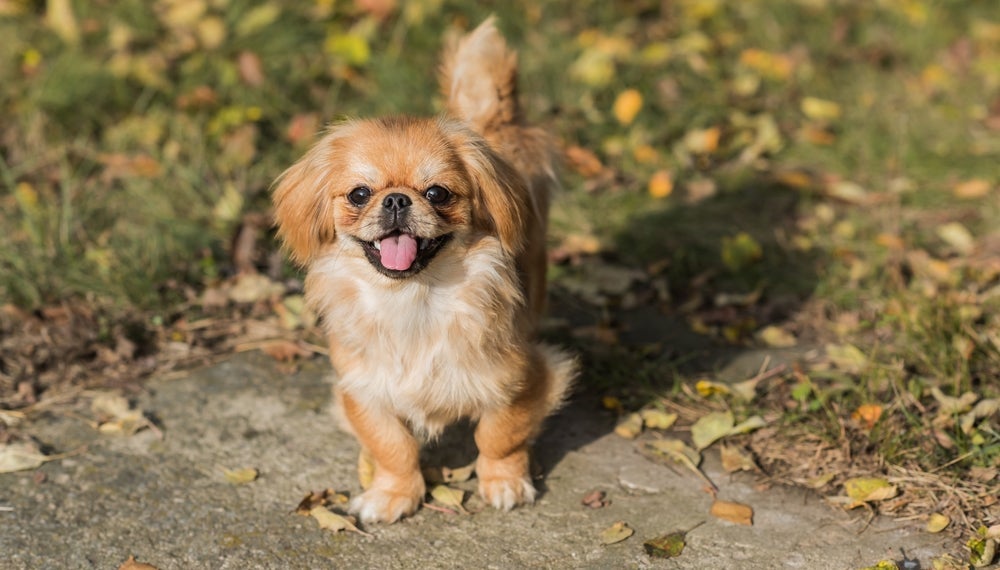 Raças de cachorro como o Spaniel Tibetano são longevas