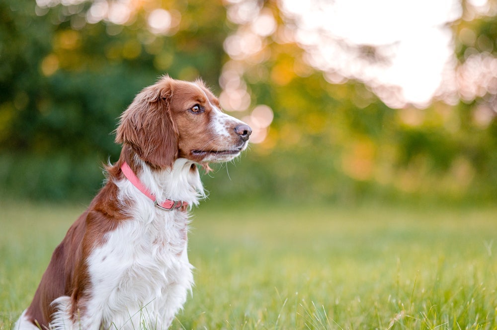 O cachorro da raça Springer Spaniel é muito esperto