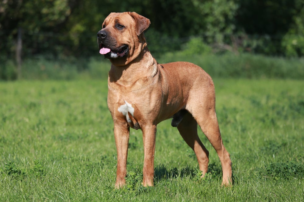 O cão Tosa Inu é uma das maiores raças que existem