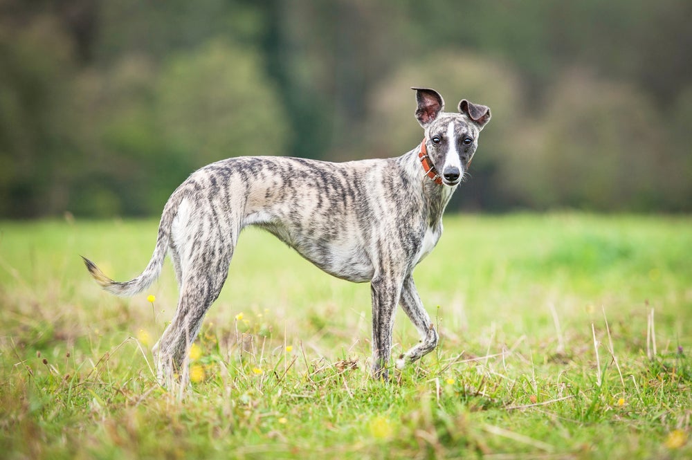 Cachorros da raça Whippet têm ouvido sensível e se assustam com barulhos altos