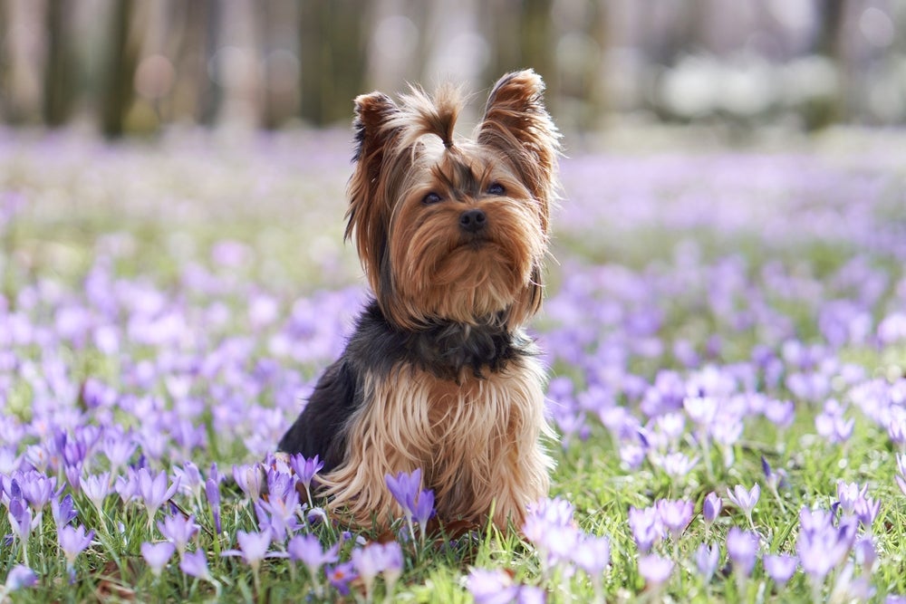 O Yorkshire é um cão destemido e apegado