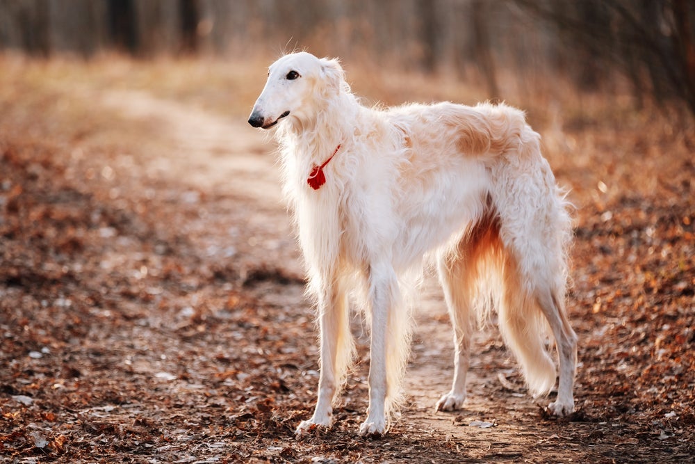 Raça de cachorro Borzoi é alta e com rosto alongado