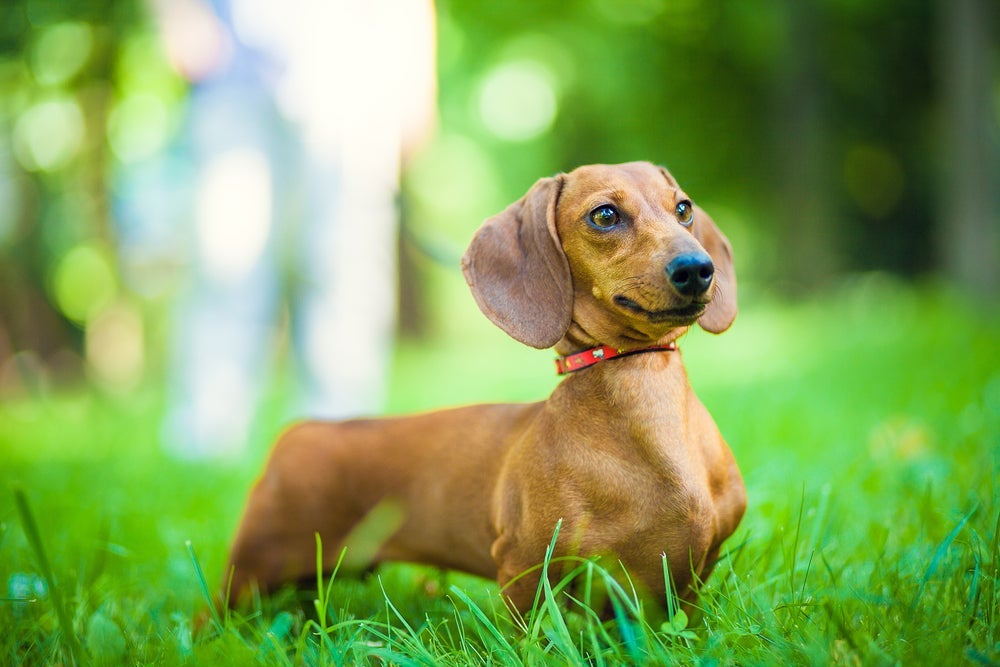 O Dachshund tem o corpo alongado e lembra uma salsichinha