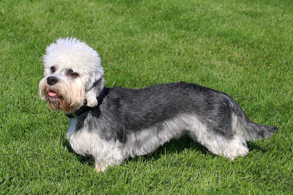 O cachorro Dandie é baixinho e tem o corpo alongado