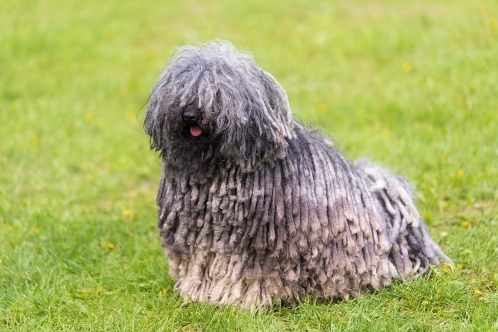 O cachorro Puli tem pelos que se enrolam naturalmente