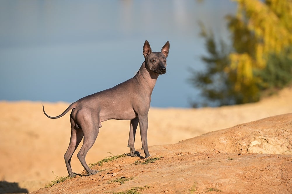 O Xoloitzcuintle é um dos raros tipos de cachorro sem pelo