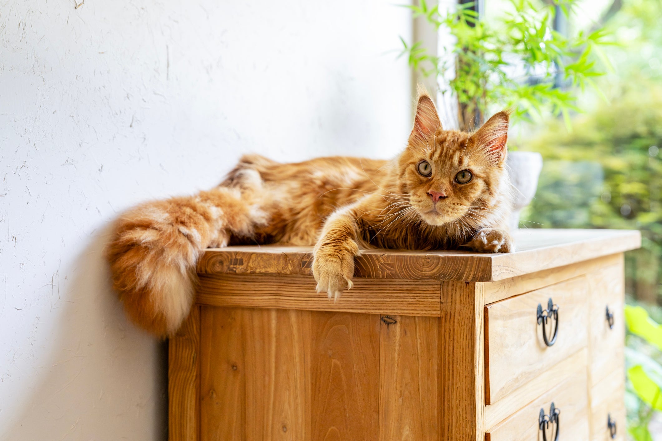 O Maine Coon faz parte da lista de raças de gato gigante
