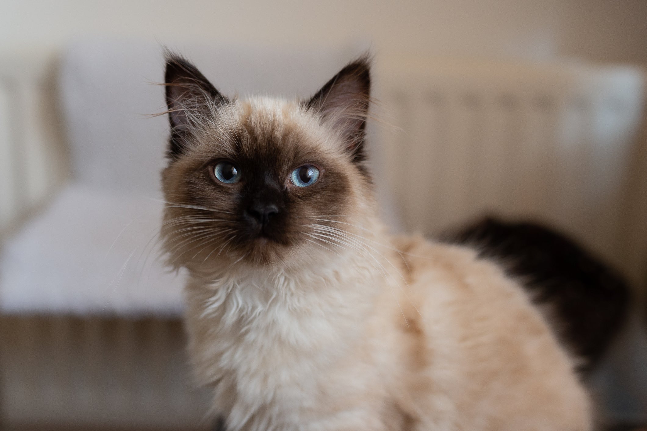 O  Birmanês é uma raça de gato peludo encantadora