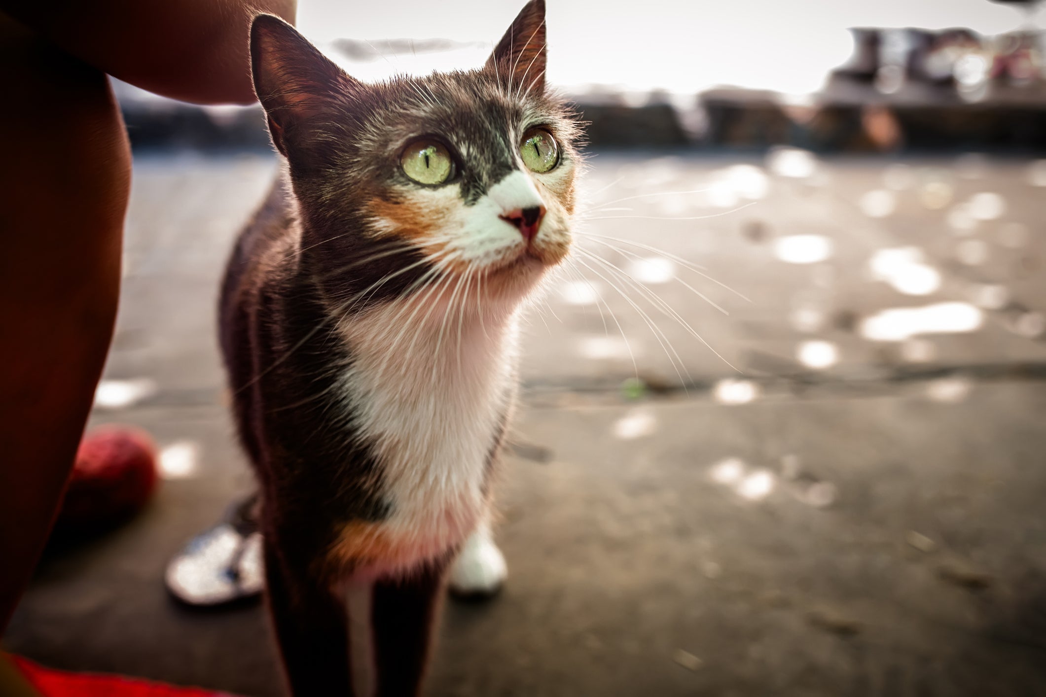 Embora não seja uma raça de gato, o vira-lata é bem popular no Brasil