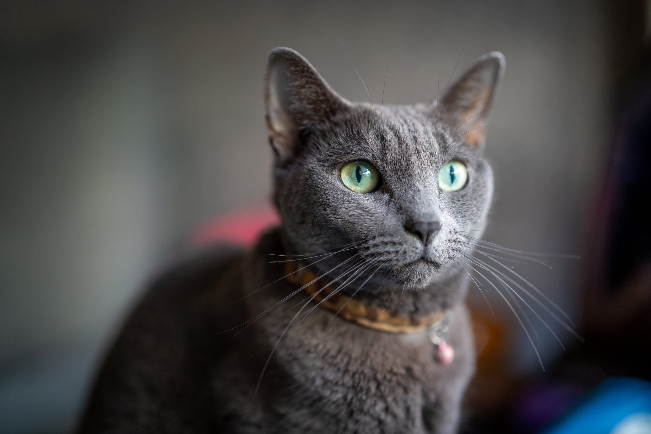 A beleza dessa raça de gato é impressionante 