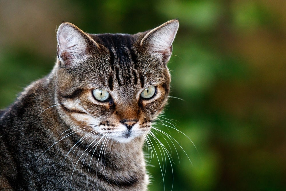 O Pelo Curto Brasileiro é uma das raças de gato originárias do Brasil