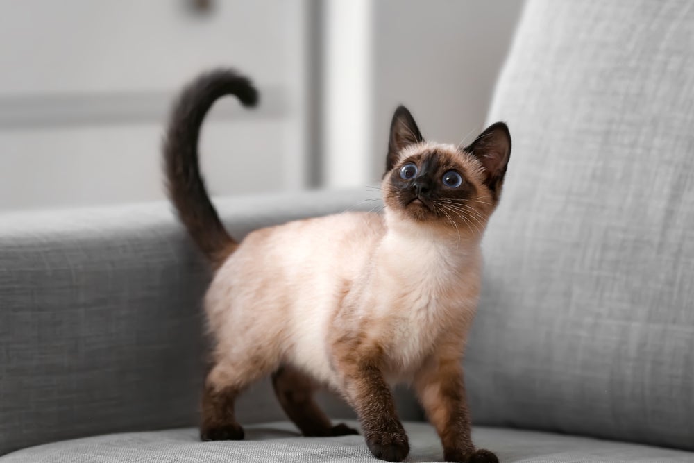Uma das raças de gato que parece com o Siamês é o Thai