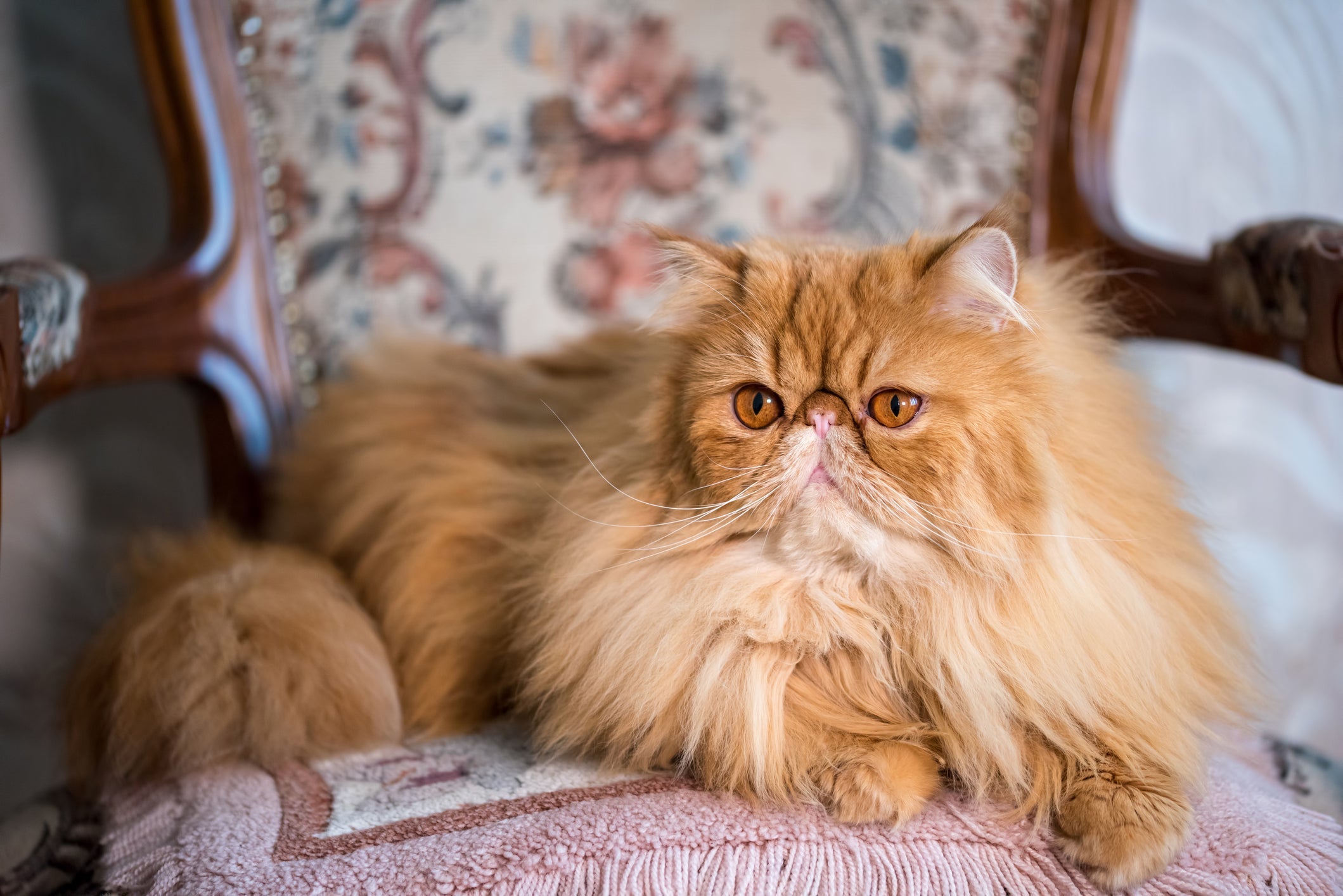 O gato Persa é amoroso e carinhoso com a família 