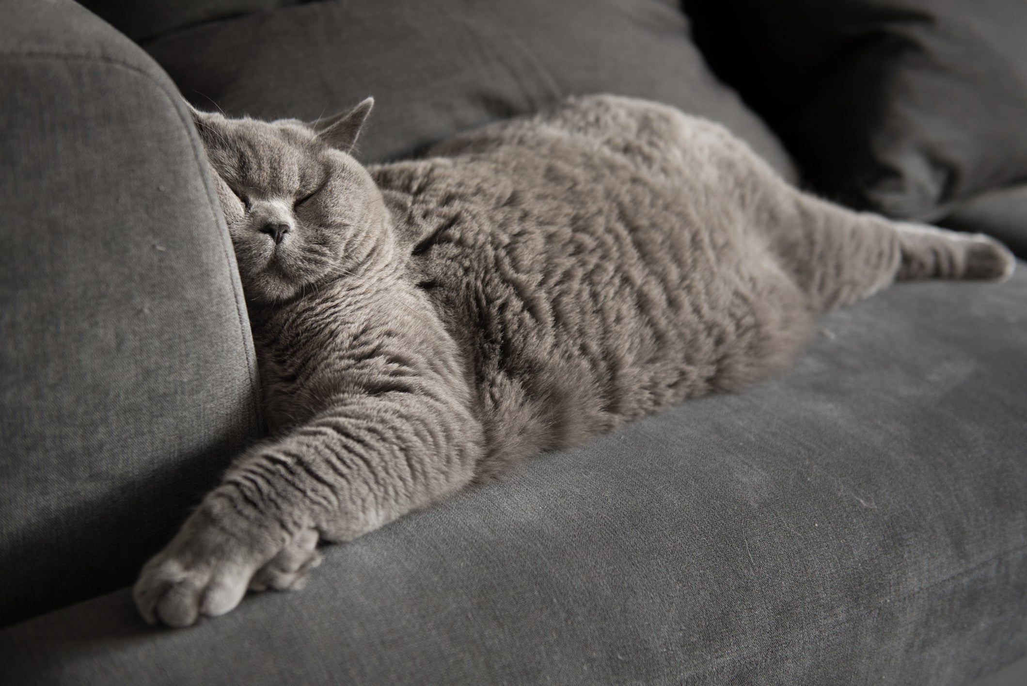 O British Shorthair é uma das raças de gato mais carinhosas que existe