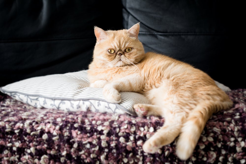 O Persa exótico surgiu do cruzamento de duas raças de gato: o Persa e o American Shorthair