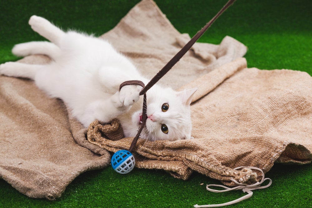 O gato Angorá gosta de atenção e se dá bem com os menores