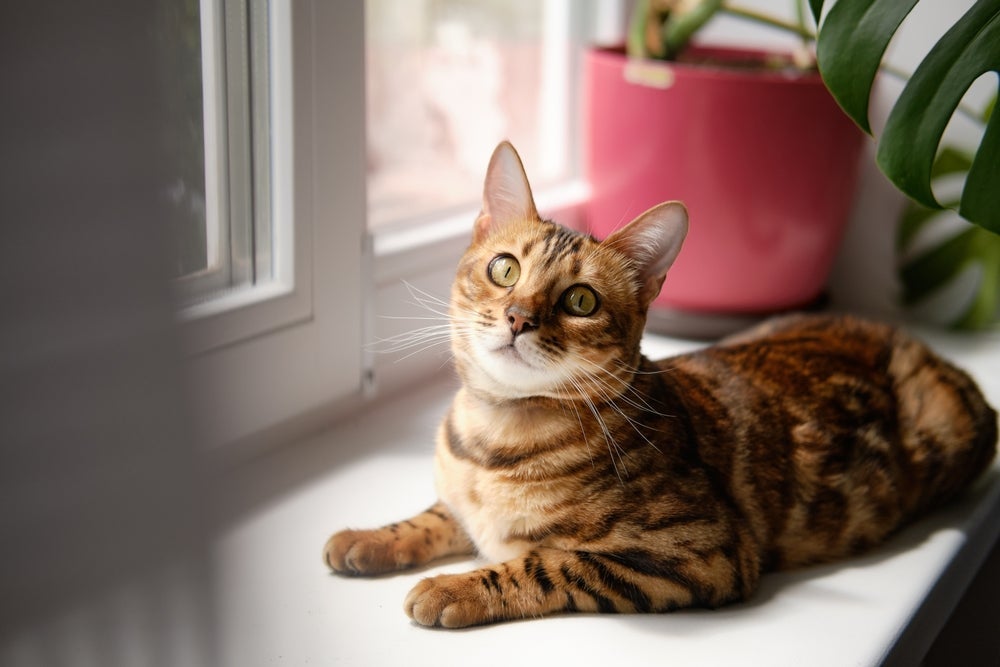 Bengal: gato de aparência exótica causa poucas reações alérgicas