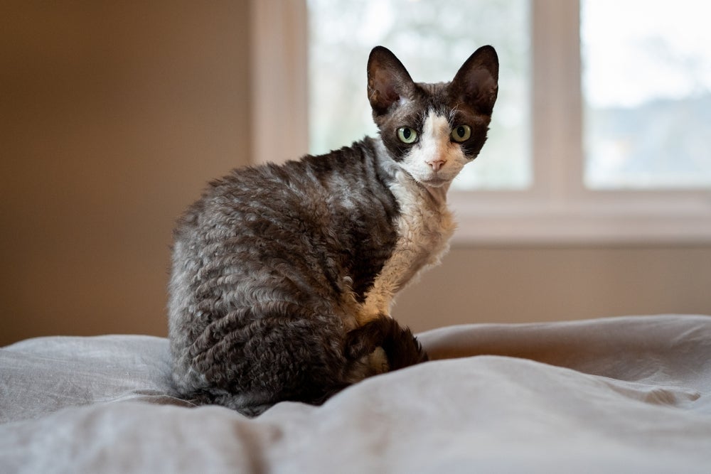 O Devon Rex é um gato com baixa produção de substâncias alérgenas