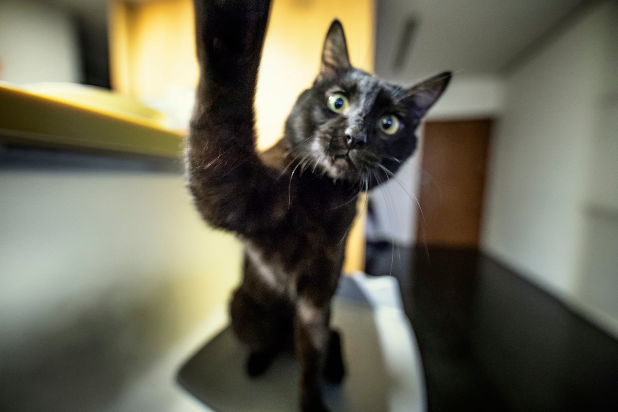 O Bombaim é um gato dócil, sociável e muito comunicativo