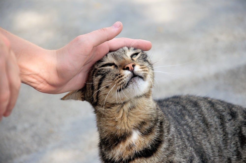 Os gatos vira-lata também esbanjam saúde pois descendem dos bichanos das ruas