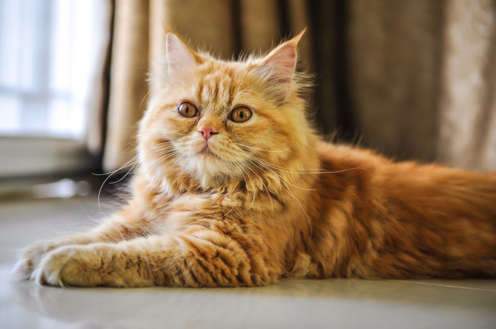 Bem calminho, o gato Persa é super paciente com os pequenos