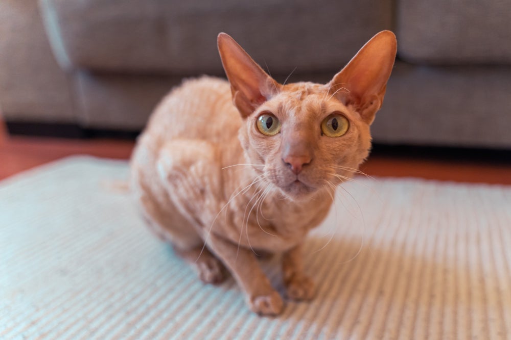 Os gatos Peterbald têm várias qualidades