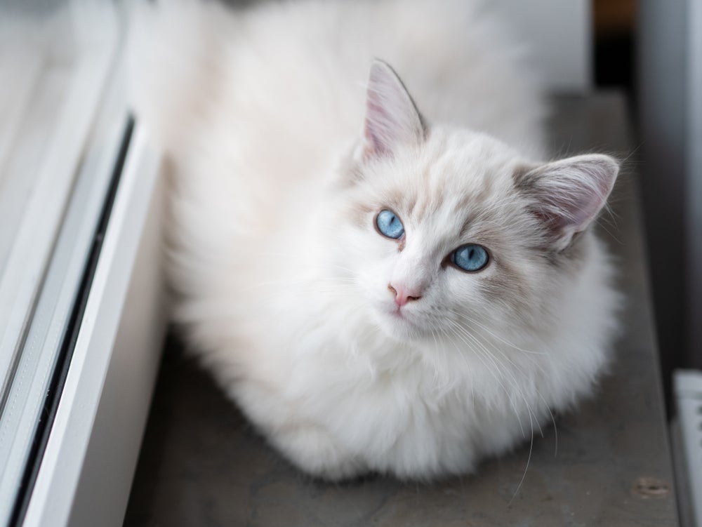 Uma das raças de gatos mais dóceis é o Ragdoll