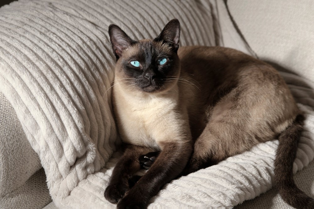 Com pelos curtos, o gato Siamês também não produz muito alérgeno