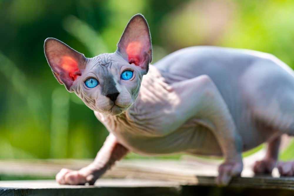 O Sphynx praticamente não possui pelos pelo corpo
