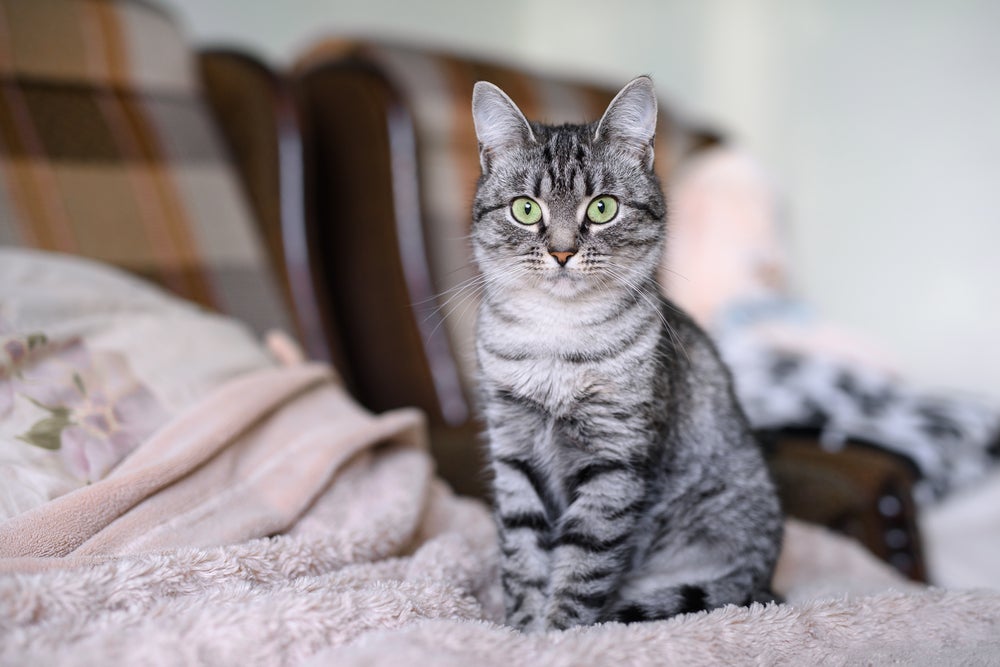 Popularidade de gato: raça American Shorthair é uma das queridinhas