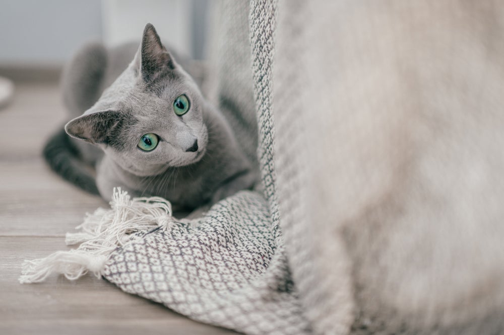 O gato de raça Azul Russo tem uma pelagem admirável
