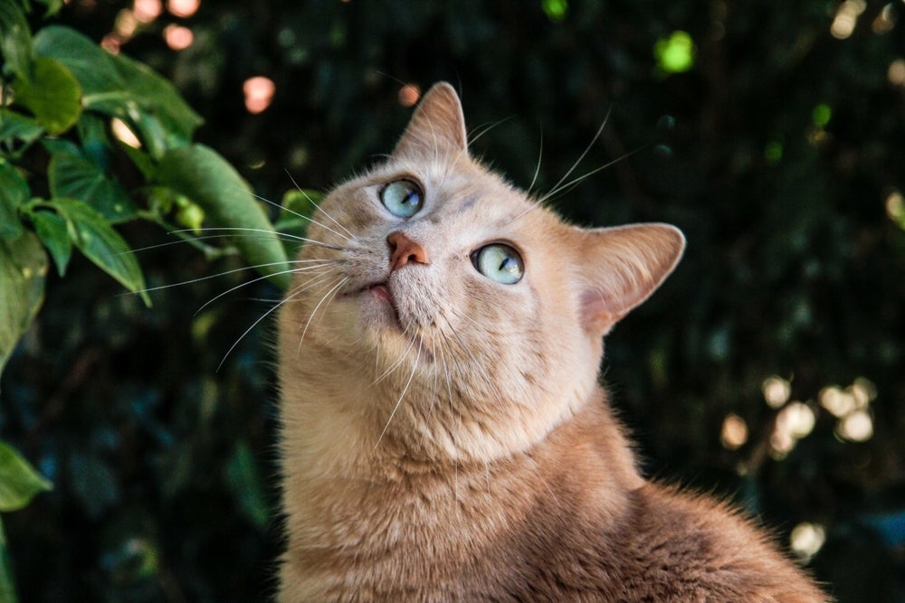 Raças de gatos brasileiros: Brazilian Shorthair é uma possibilidade por aqui