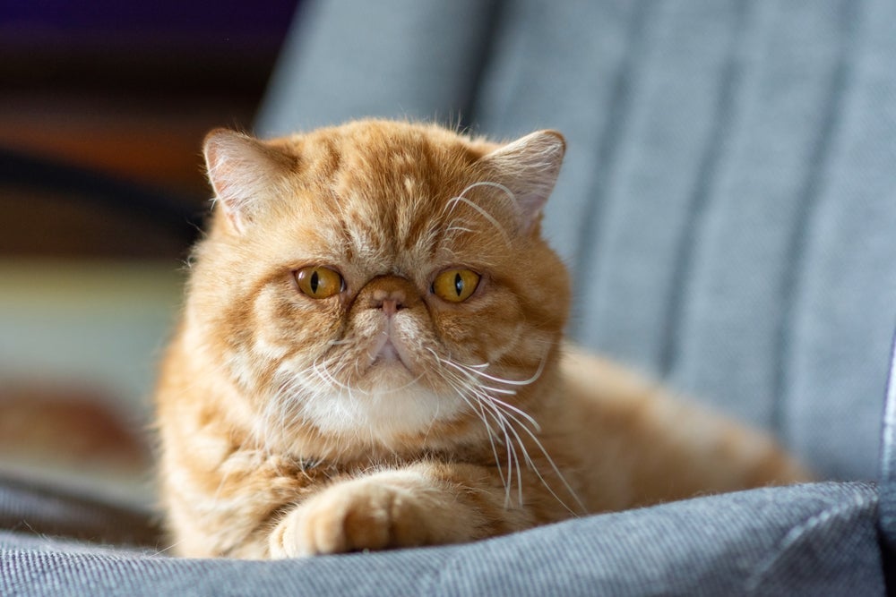 A raça de gatinhos Persa Exótico tem uma pelagem bem curta