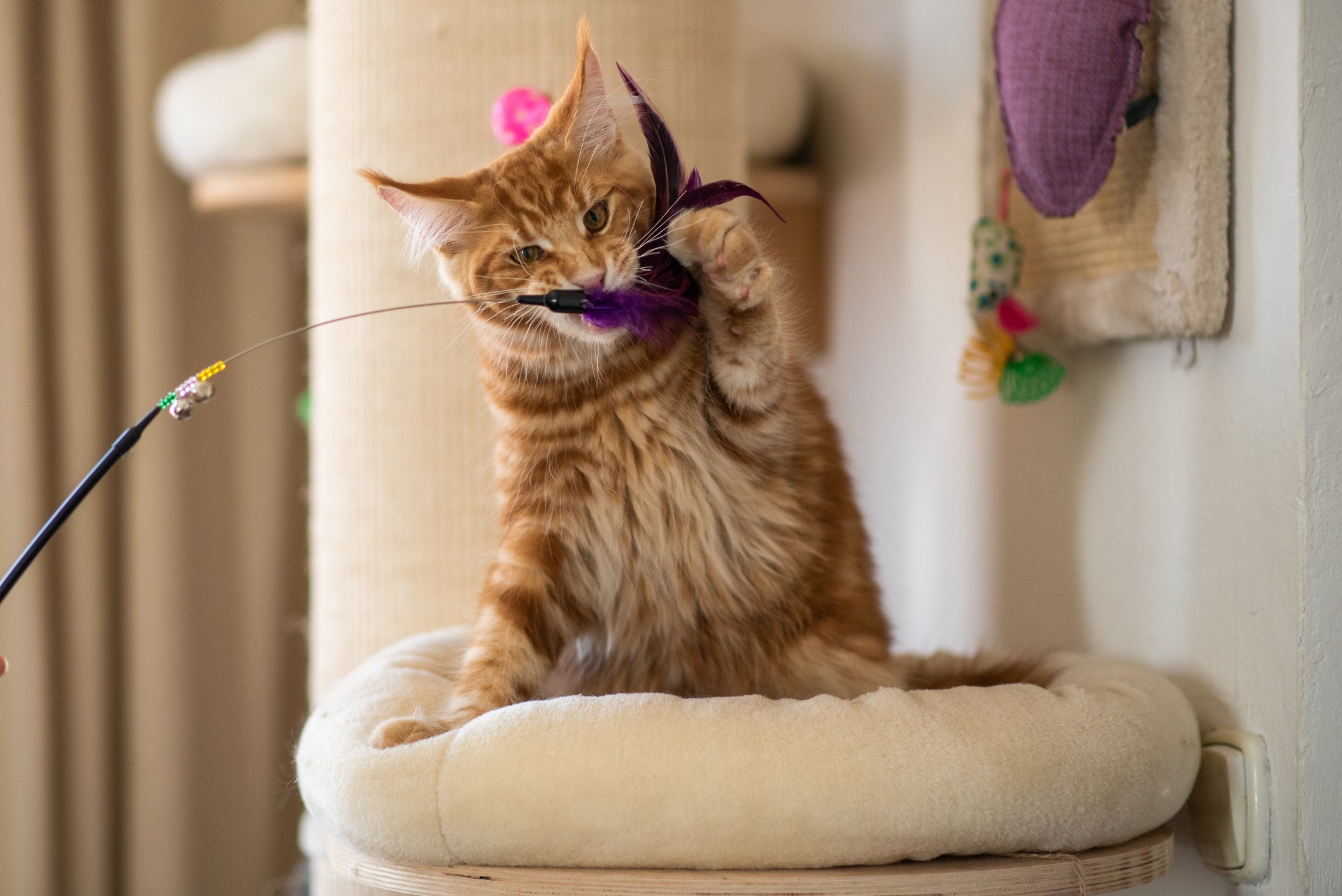 Além de energético, o Maine Coon é um excelente gato caçador
