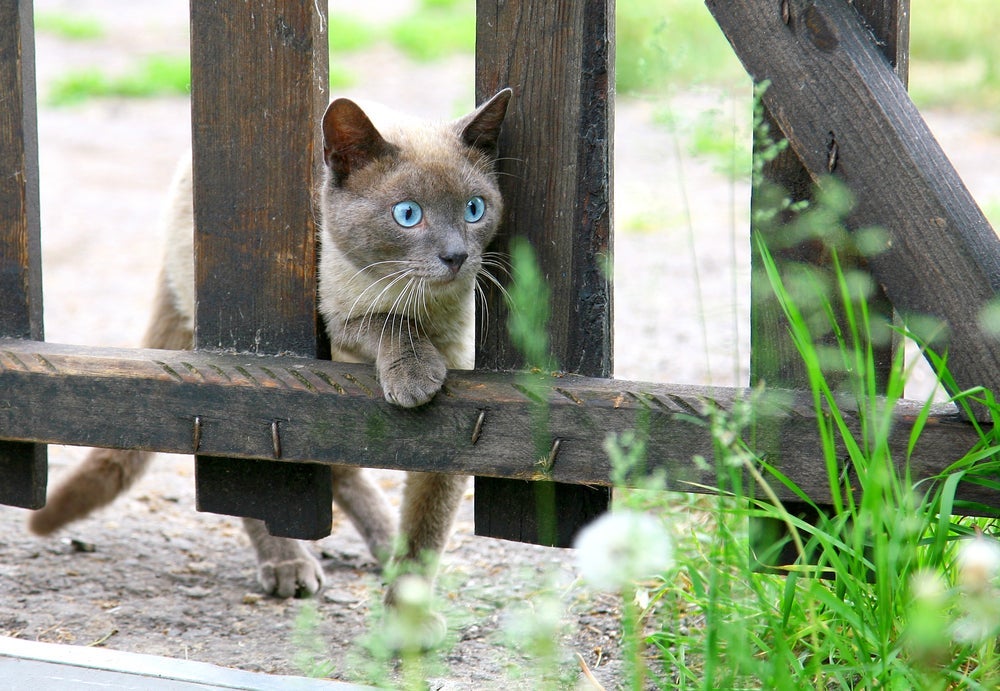 O gato Siamês é um felino curioso que adora explorar