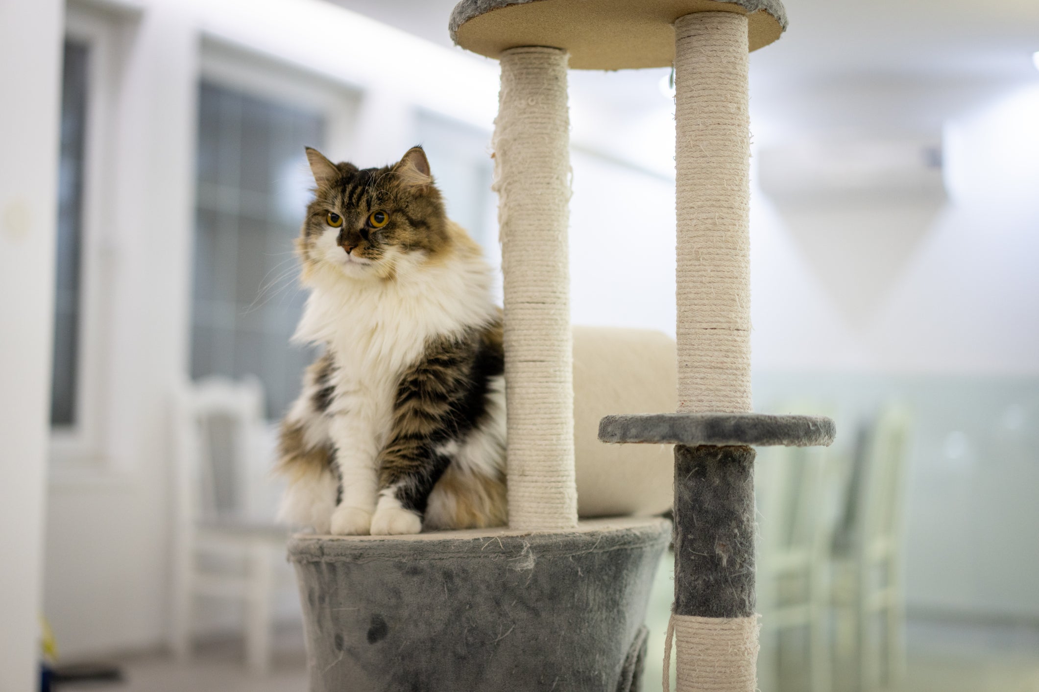 O gato Angorá é extremamente inteligente e curte brincadeiras desafiadoras 