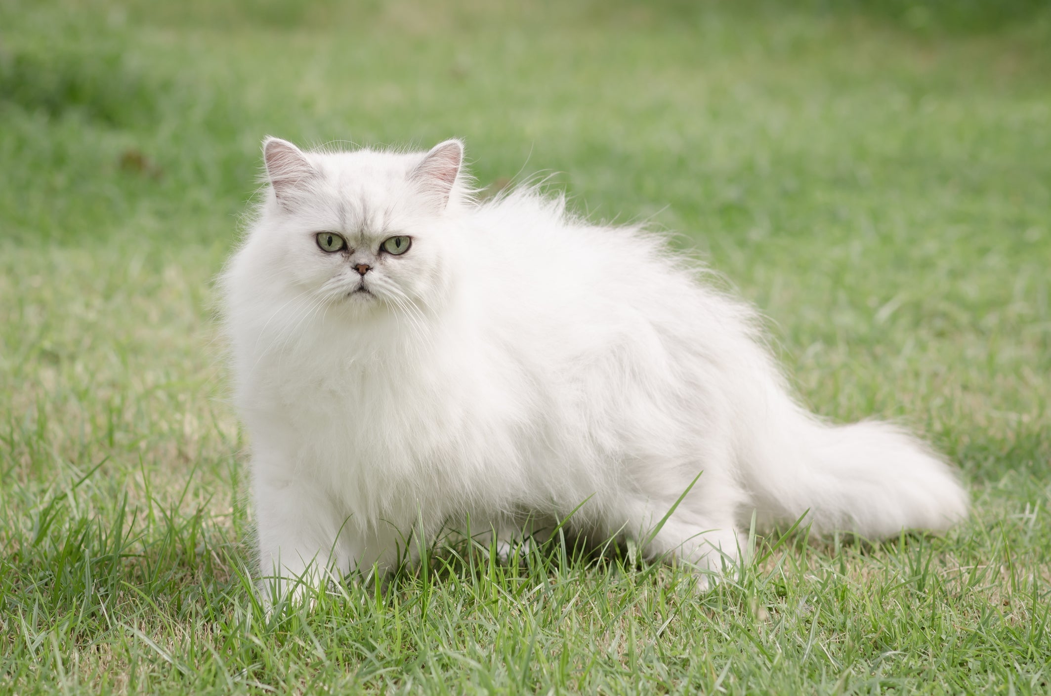 O gato Persa adora brincadeiras com o tutor