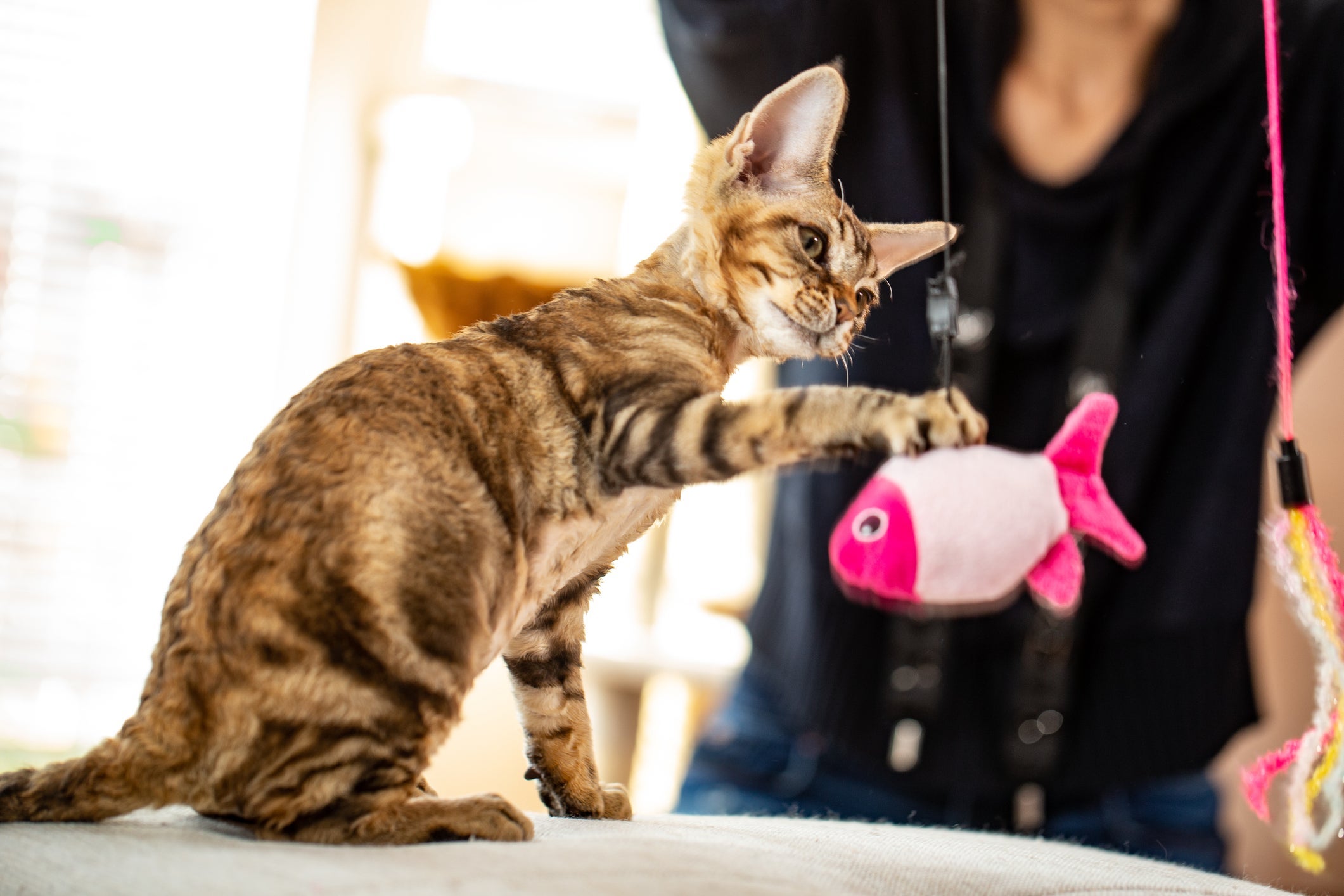 O Devon Rex é bem ativo e adora brincar com o tutor