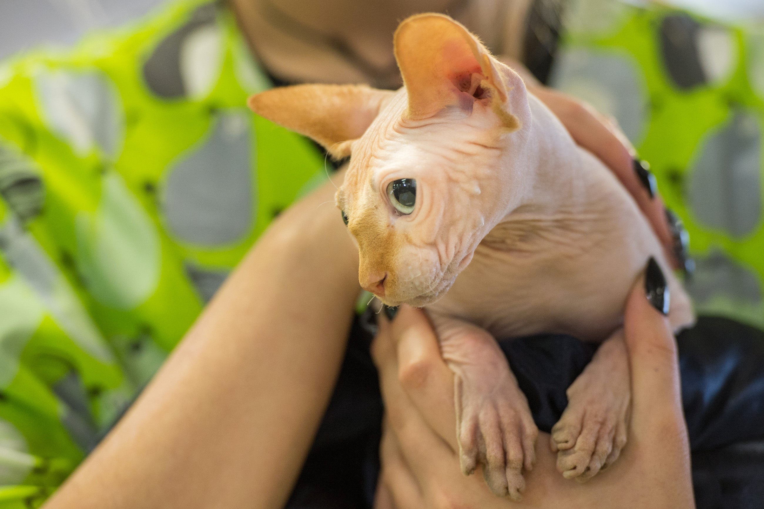 O Minskin é descendente do Sphynx, outro gato sem pelo bem raro