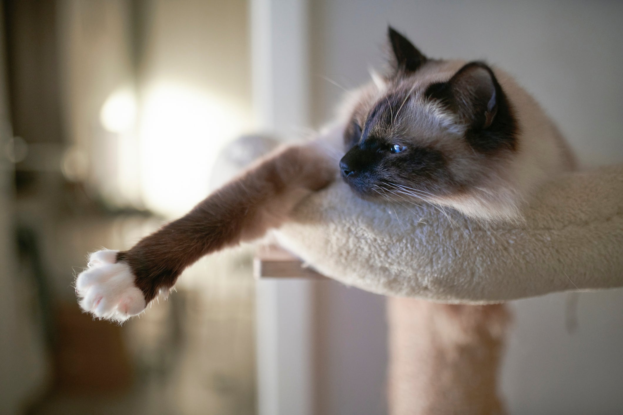 Inteligentíssimo, o gato Sagrado da Birmânia gosta de brincadeiras criativas