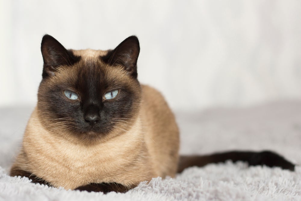 Um gato comum de se ver por aí é o gato Thai
