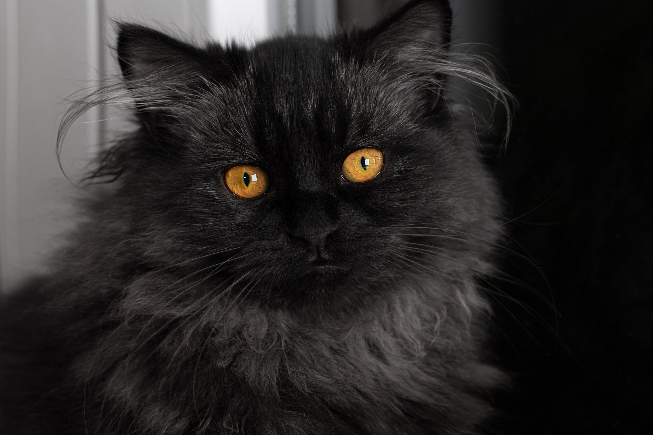 O Persa é uma das raças de gatos pretos mais bonitas que existem!