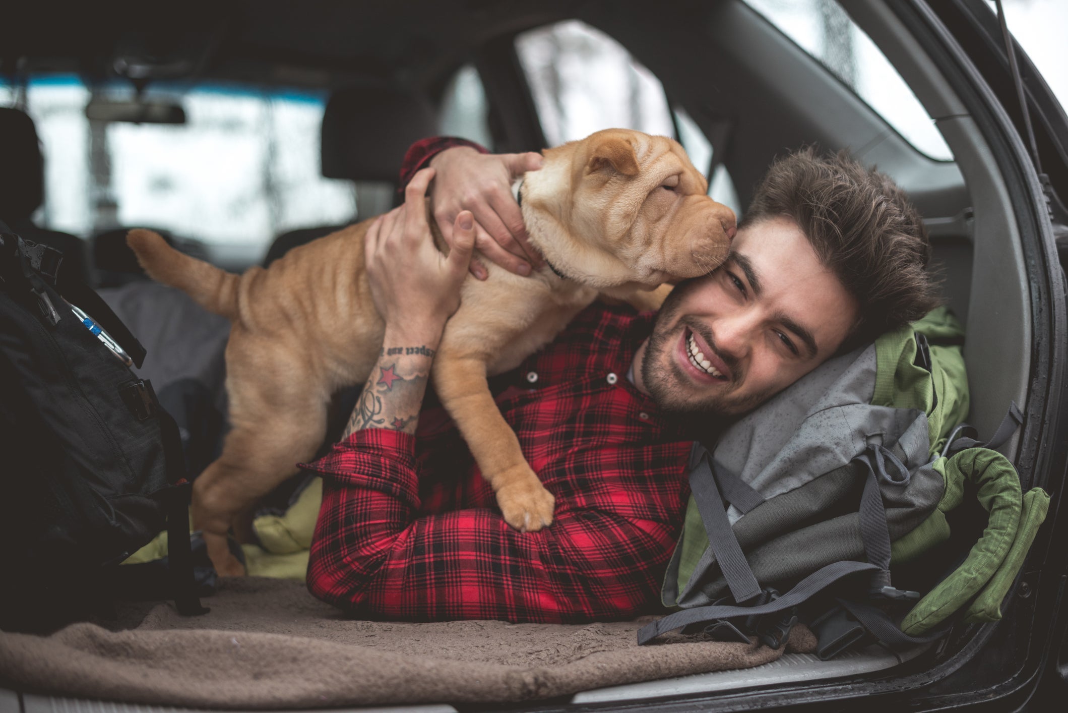 Cachorro Shar Pei pode ser um pouco teimoso, mas com reforços positivos tudo fica mais fácil