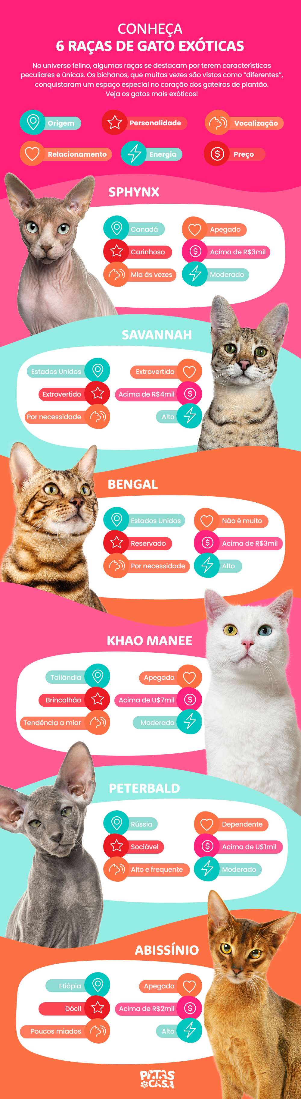 Para se destacar como um gato exótico, o bichano deve apresentar caracterí­sticas bem peculiares