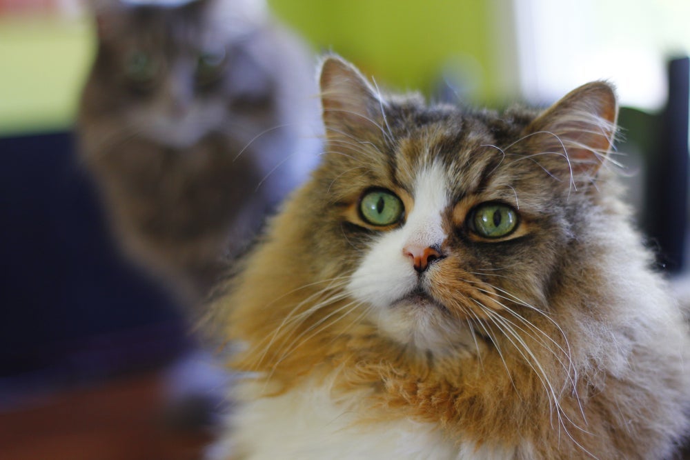 O gato Ragamuffin é amoroso e tem uma ampla variedade de cores de olhos e pelos
